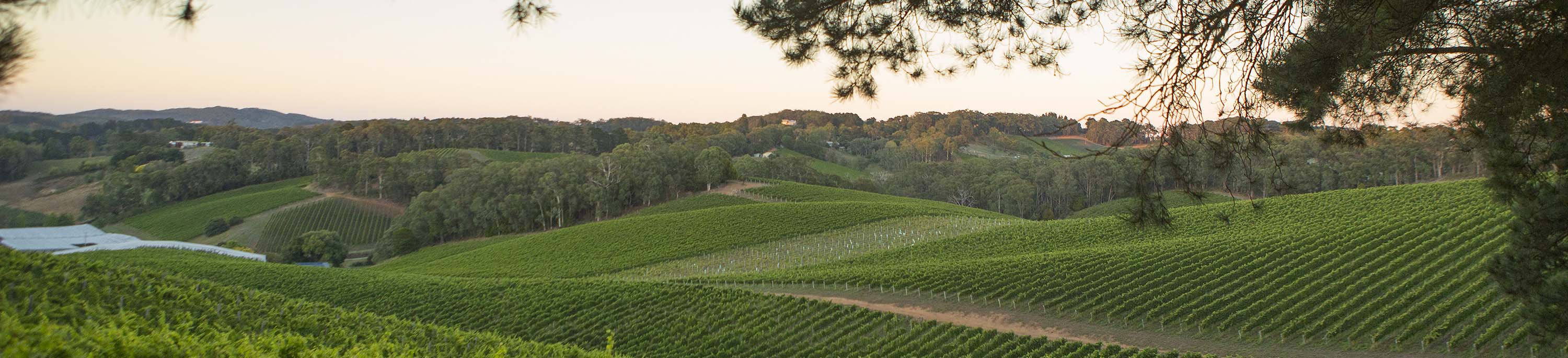 The Lenswood Collection