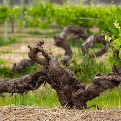 WineHubProductImage-2719