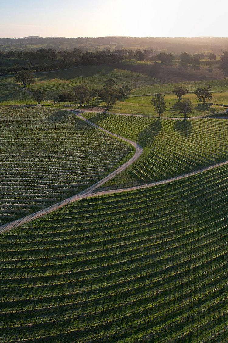 Henschke 'Gardens of Eden’ Tasting