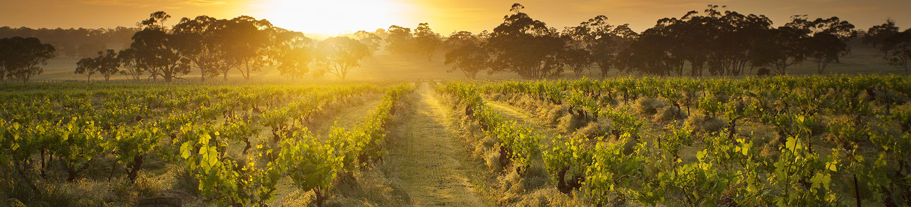 Mount Edelstone Vineyard