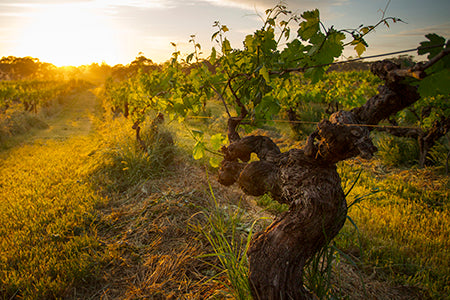 Old-Vine Red Collection