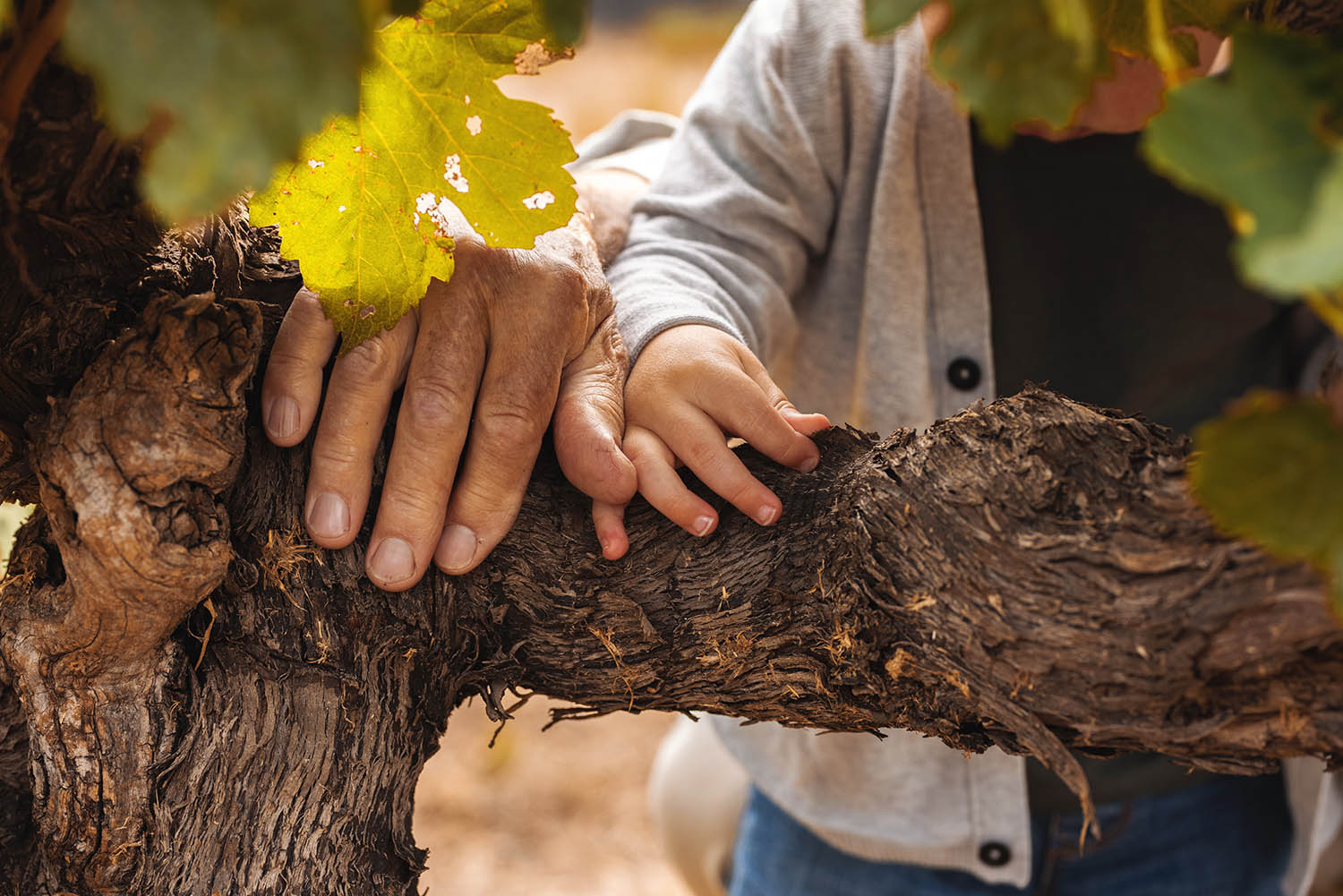 Henschke | Six Generations of Exceptional Winemaking Henschke | Six Generations of Exceptional Winemaking