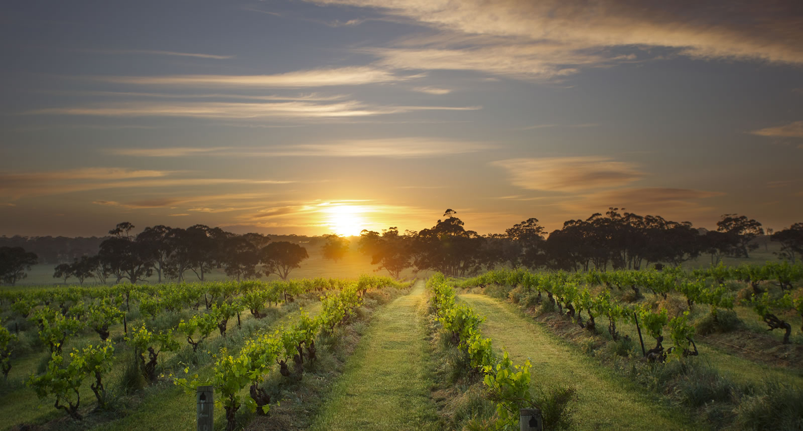 Rows of vines in the Mount Edelstone vineyards